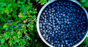 Recept, jak uvařit borůvkový džem na zimu, aby byl jako čerstvý